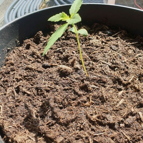 Forbidden Cherry growlog timeline photo