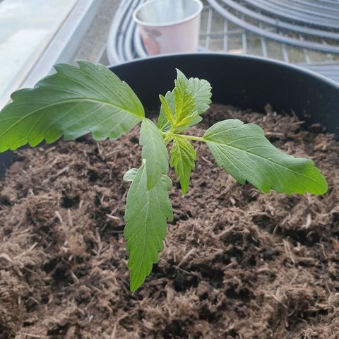 Forbidden Cherry growlog timeline photo