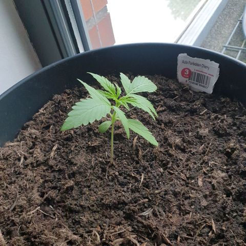 Forbidden Cherry growlog timeline photo