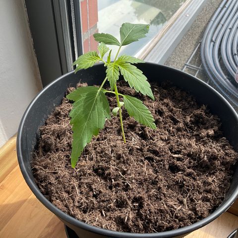 Forbidden Cherry growlog timeline photo