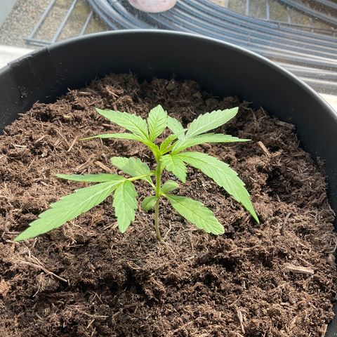 Forbidden Cherry growlog timeline photo