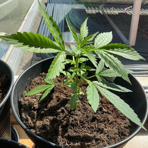 Forbidden Cherry growlog timeline photo
