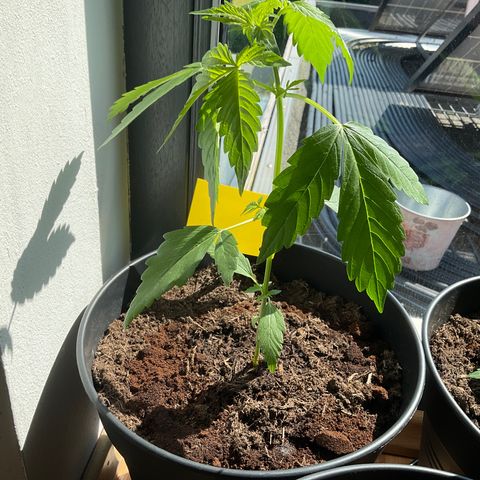 Forbidden Cherry growlog timeline photo