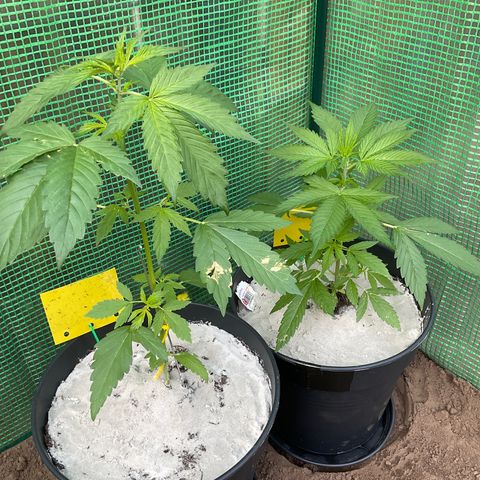 Forbidden Cherry growlog timeline photo