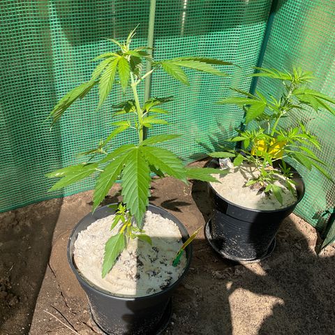 Forbidden Cherry growlog timeline photo