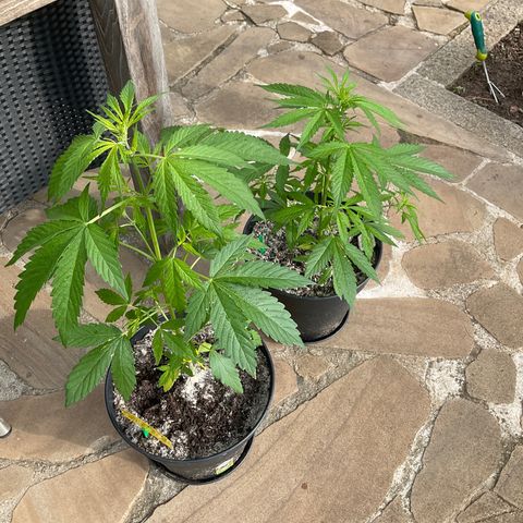Forbidden Cherry growlog timeline photo