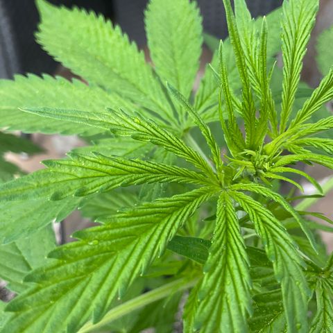 Forbidden Cherry growlog timeline photo