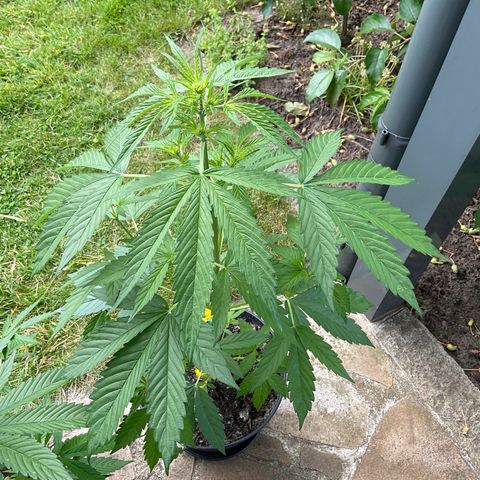 Forbidden Cherry growlog timeline photo