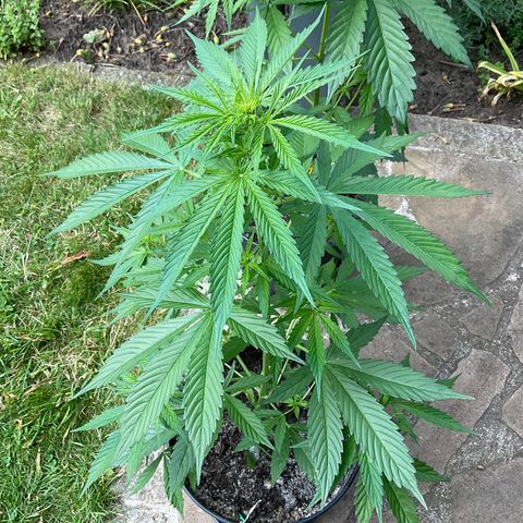Forbidden Cherry growlog timeline photo