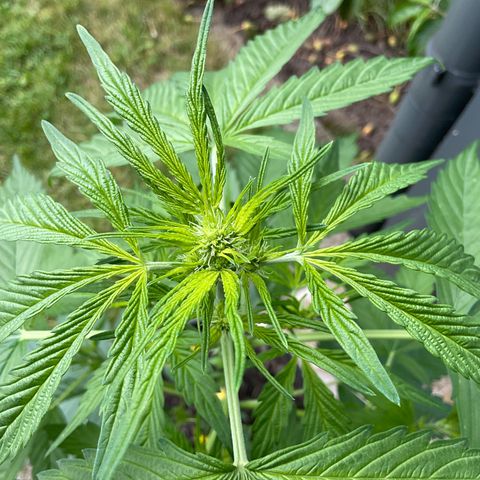 Forbidden Cherry growlog timeline photo