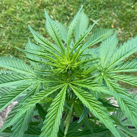 Forbidden Cherry growlog timeline photo