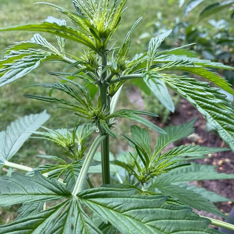 Forbidden Cherry growlog timeline photo