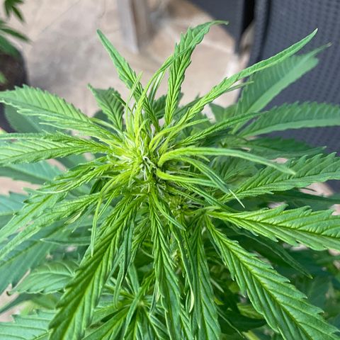 Forbidden Cherry growlog timeline photo