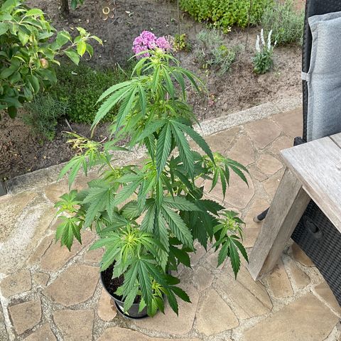 Forbidden Cherry growlog timeline photo