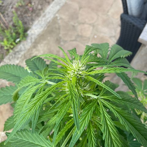Forbidden Cherry growlog timeline photo
