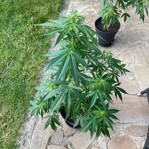 Forbidden Cherry growlog timeline photo