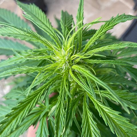 Forbidden Cherry growlog timeline photo