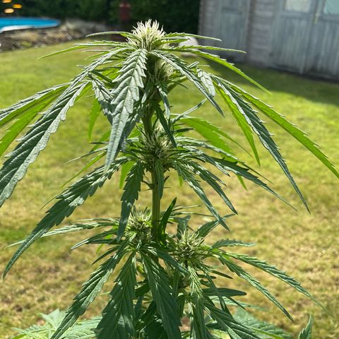 Forbidden Cherry growlog timeline photo