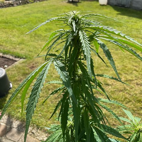 Forbidden Cherry growlog timeline photo