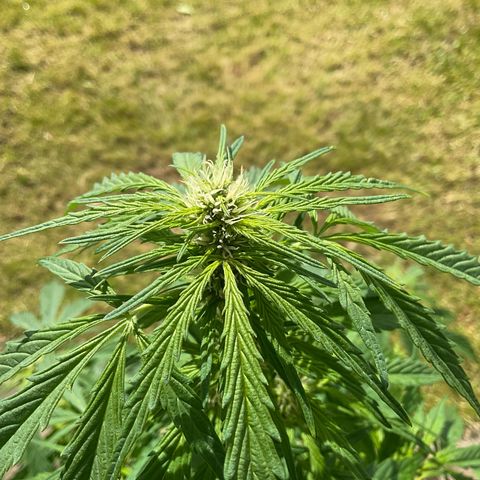 Forbidden Cherry growlog timeline photo