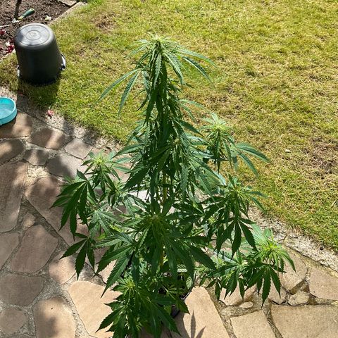Forbidden Cherry growlog timeline photo
