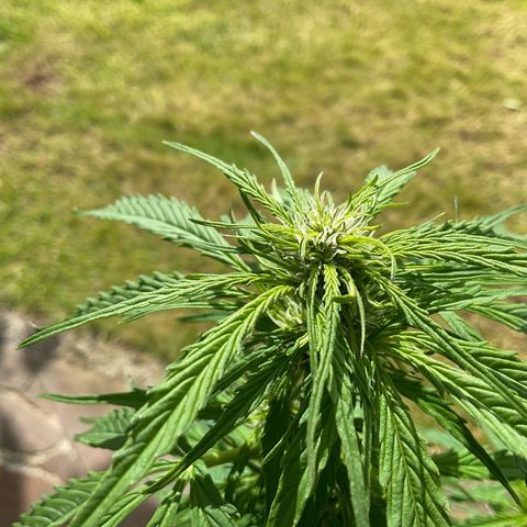 Forbidden Cherry growlog timeline photo