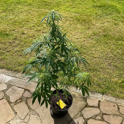 Forbidden Cherry growlog timeline photo
