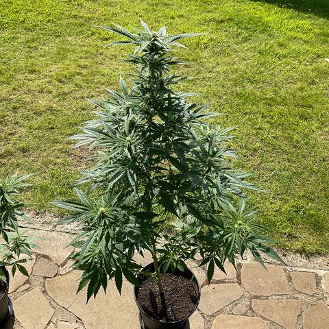 Forbidden Cherry growlog timeline photo