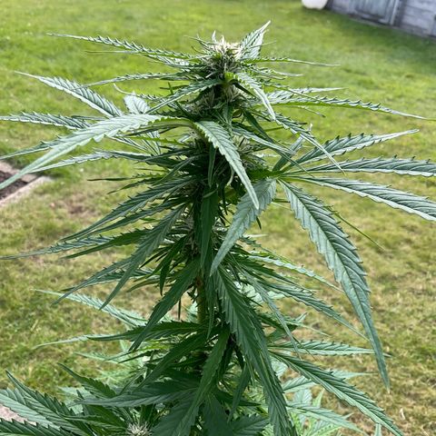 Forbidden Cherry growlog timeline photo