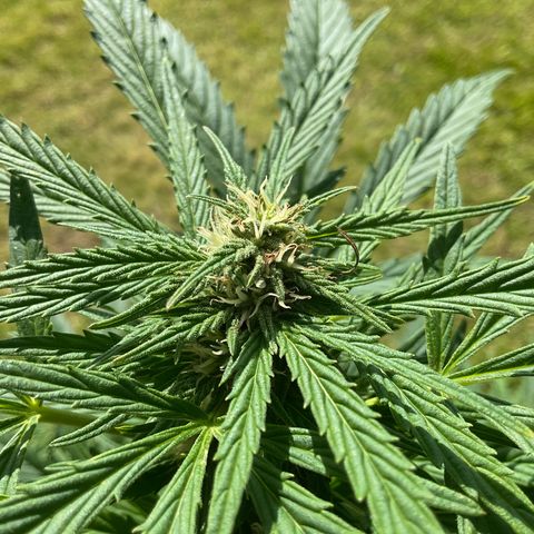 Forbidden Cherry growlog timeline photo