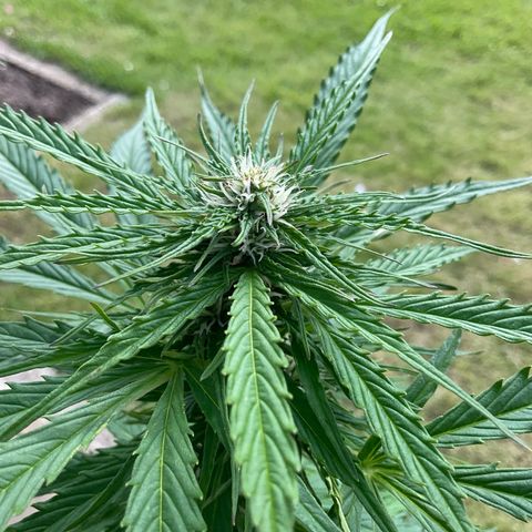 Forbidden Cherry growlog timeline photo