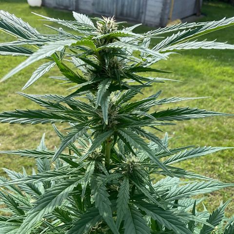 Forbidden Cherry growlog timeline photo