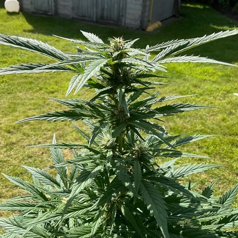 Forbidden Cherry growlog timeline photo