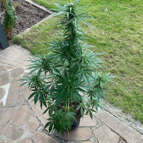 Forbidden Cherry growlog timeline photo