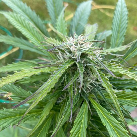 Forbidden Cherry growlog timeline photo