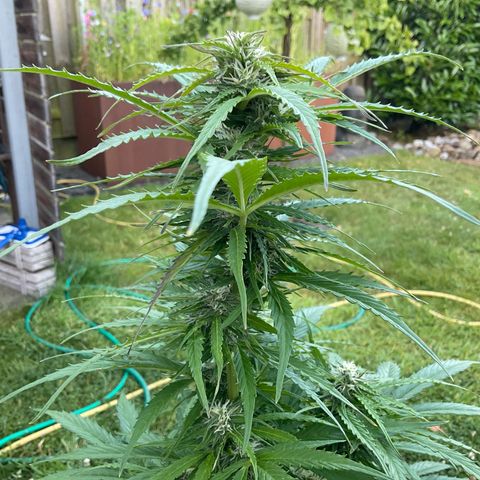Forbidden Cherry growlog timeline photo