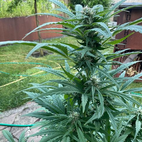 Forbidden Cherry growlog timeline photo