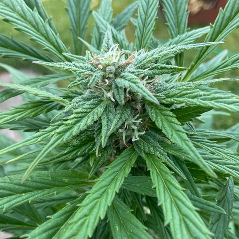 Forbidden Cherry growlog timeline photo