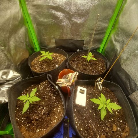 Sensi Amnesia XXL Automatic growlog timeline photo