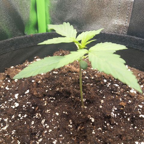 Sensi Amnesia XXL Automatic growlog timeline photo