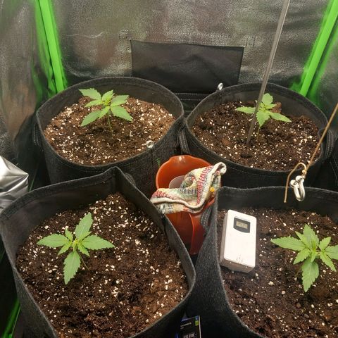 Sensi Amnesia XXL Automatic growlog timeline photo
