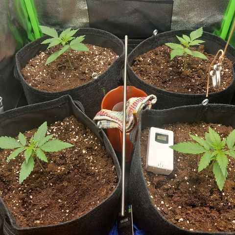 Sensi Amnesia XXL Automatic growlog photo: Umluftventilator umgehängt für gleichmäßigere durchlüftung