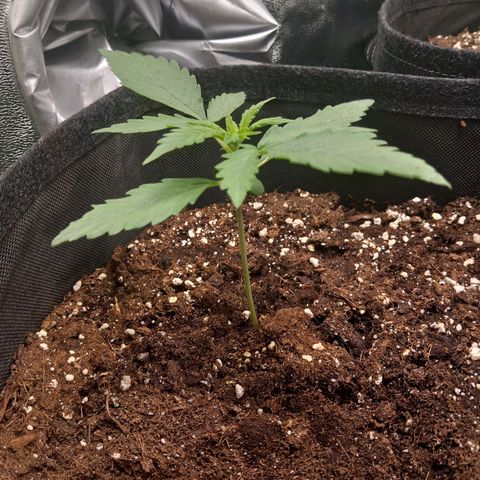 Sensi Amnesia XXL Automatic growlog photo: Umluftventilator umgehängt für gleichmäßigere durchlüftung
