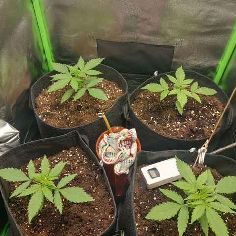 Sensi Amnesia XXL Automatic growlog timeline photo