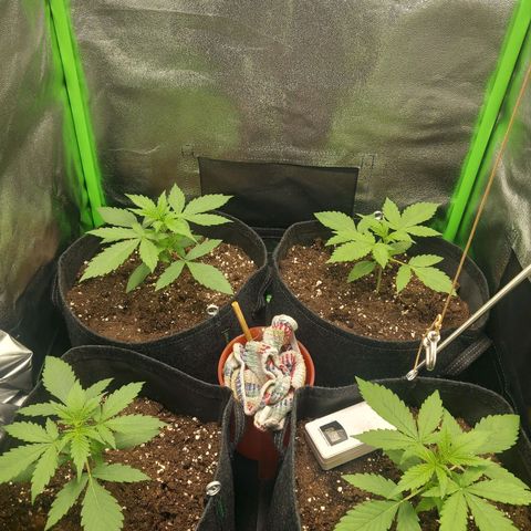 Sensi Amnesia XXL Automatic growlog timeline photo