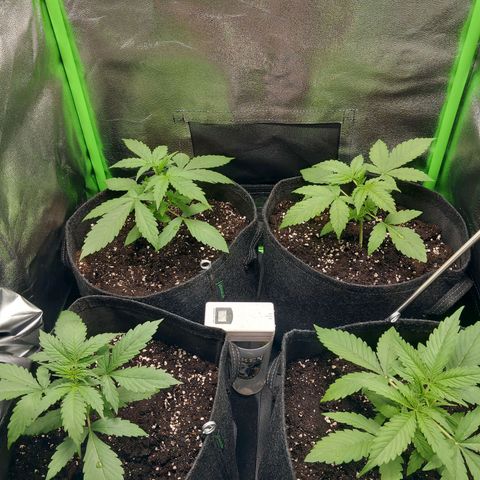 Sensi Amnesia XXL Automatic growlog timeline photo