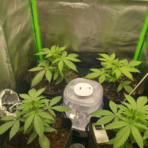 Sensi Amnesia XXL Automatic growlog timeline photo