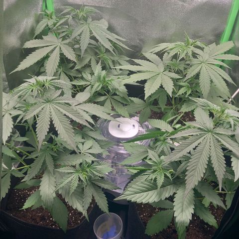 Sensi Amnesia XXL Automatic growlog timeline photo
