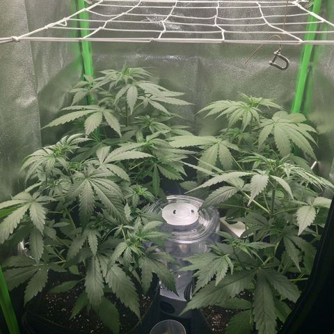 Sensi Amnesia XXL Automatic growlog timeline photo