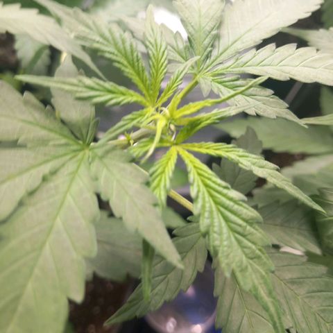 Sensi Amnesia XXL Automatic growlog timeline photo